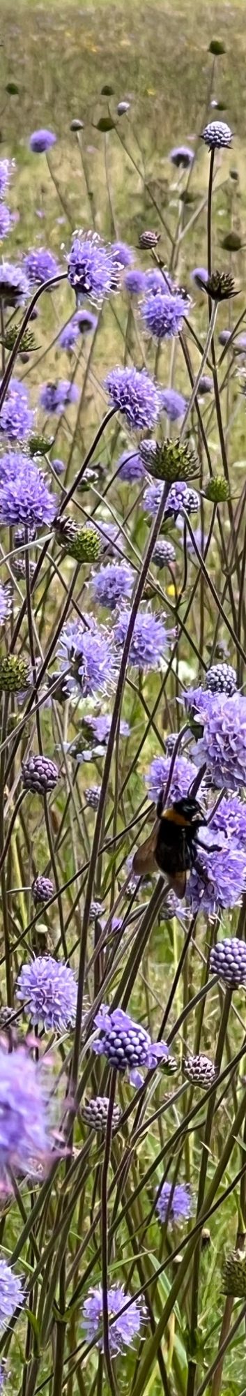 Gaggenau-Michelbach Landschaft mit grünen Wiesen, Bergen im Hintergrund und klarem Himmel.