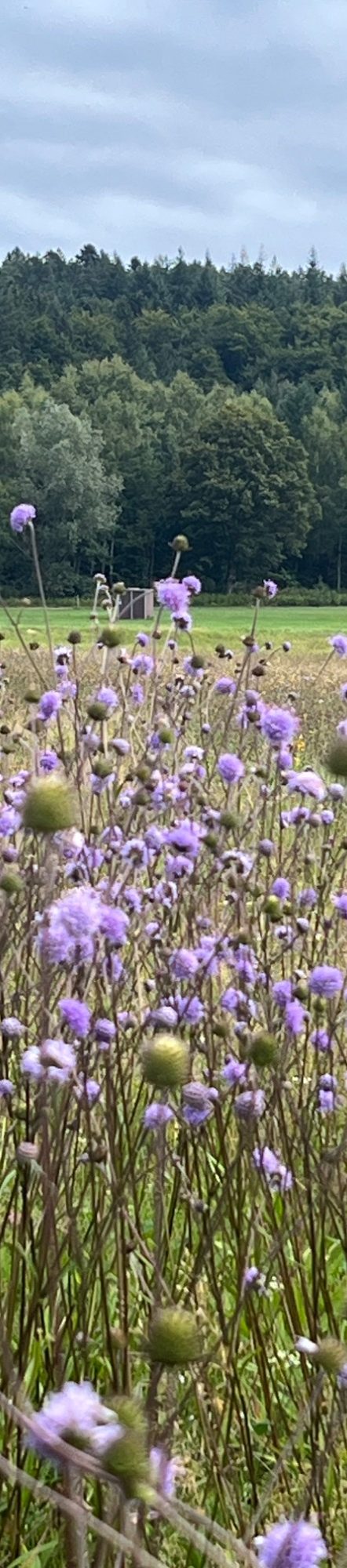 Apartment 1, Esszimmer Ein moderner Schreibtisch mit einem Lampenschein und einem abstrakten Bild im Hintergrund.