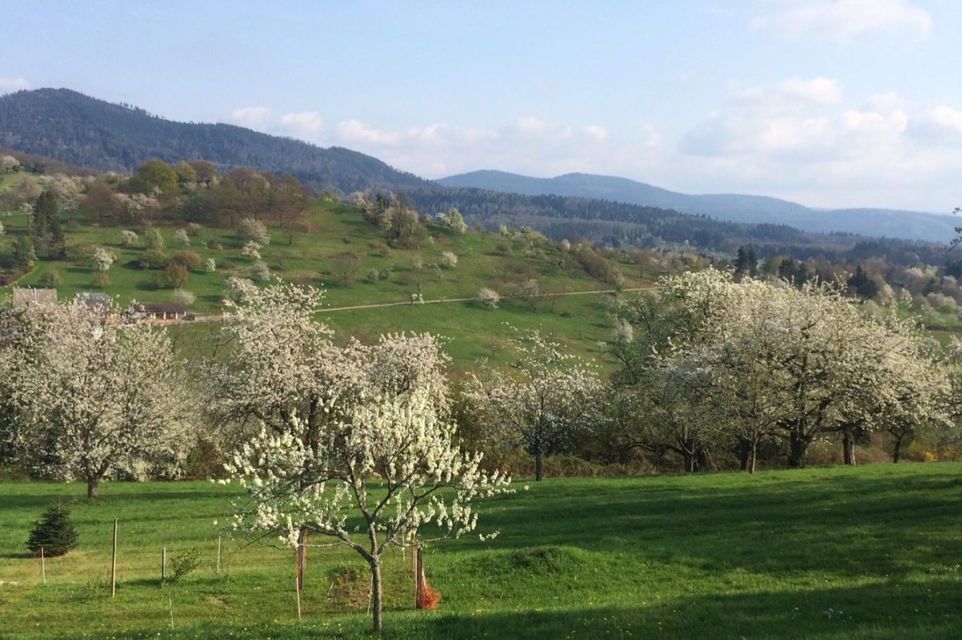Gaggenau-Michelbach Blühende Obstbaumwiesen mit sanften Hügeln und bewölktem Himmel im Hintergrund.