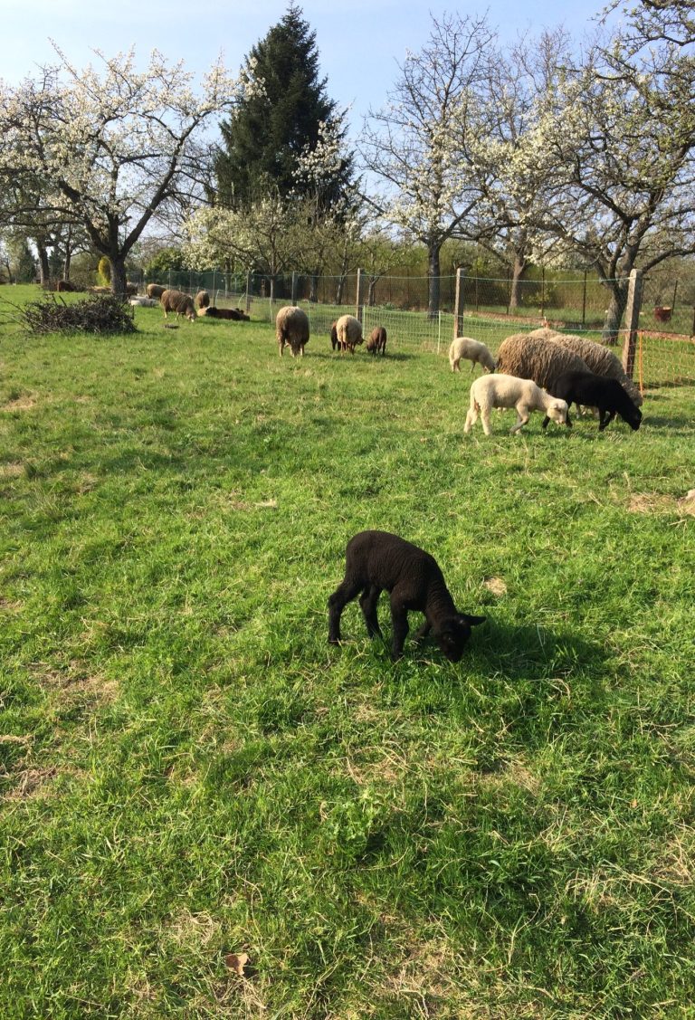 Gaggenau-Michelbach Schwarzes Zicklein grast auf einer Wiese, umgeben von Schafen und blühenden Bäumen.